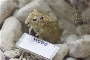 Image description is not available for 1983.140.1